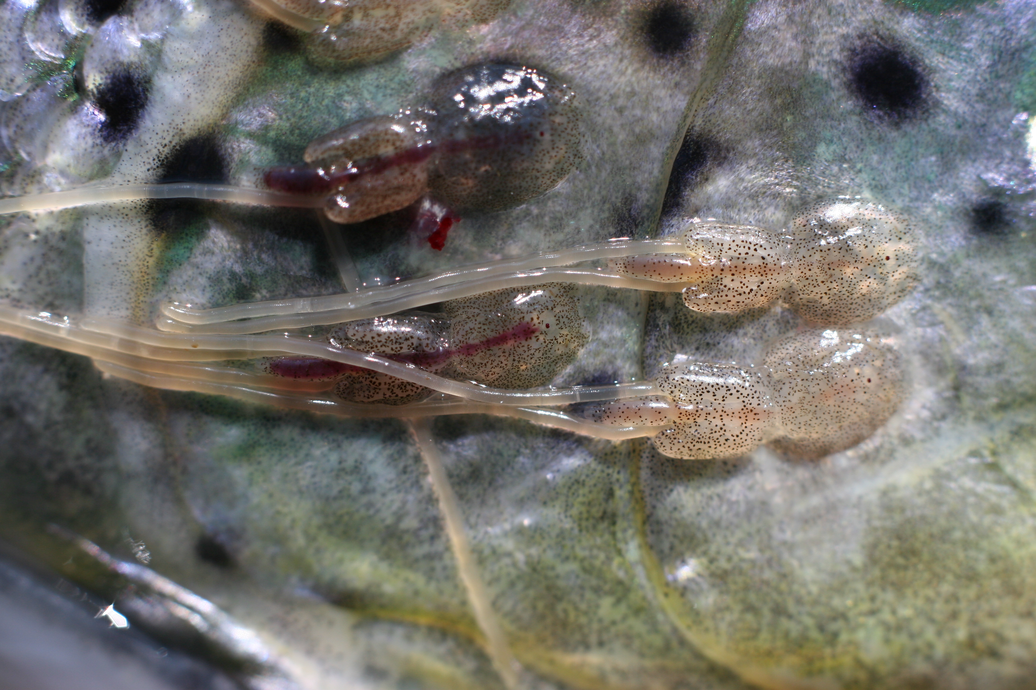Picture of sea lice 