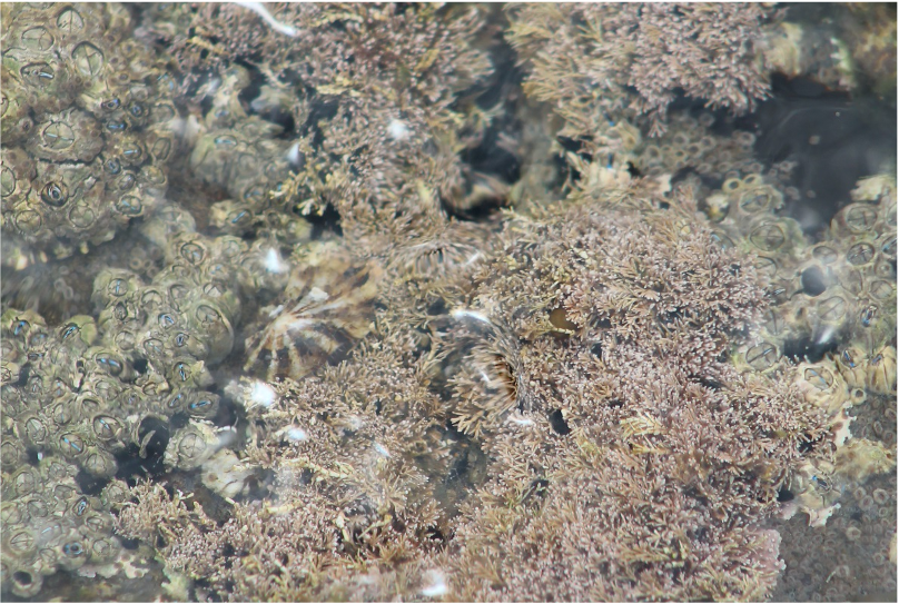 Acorn barnacles