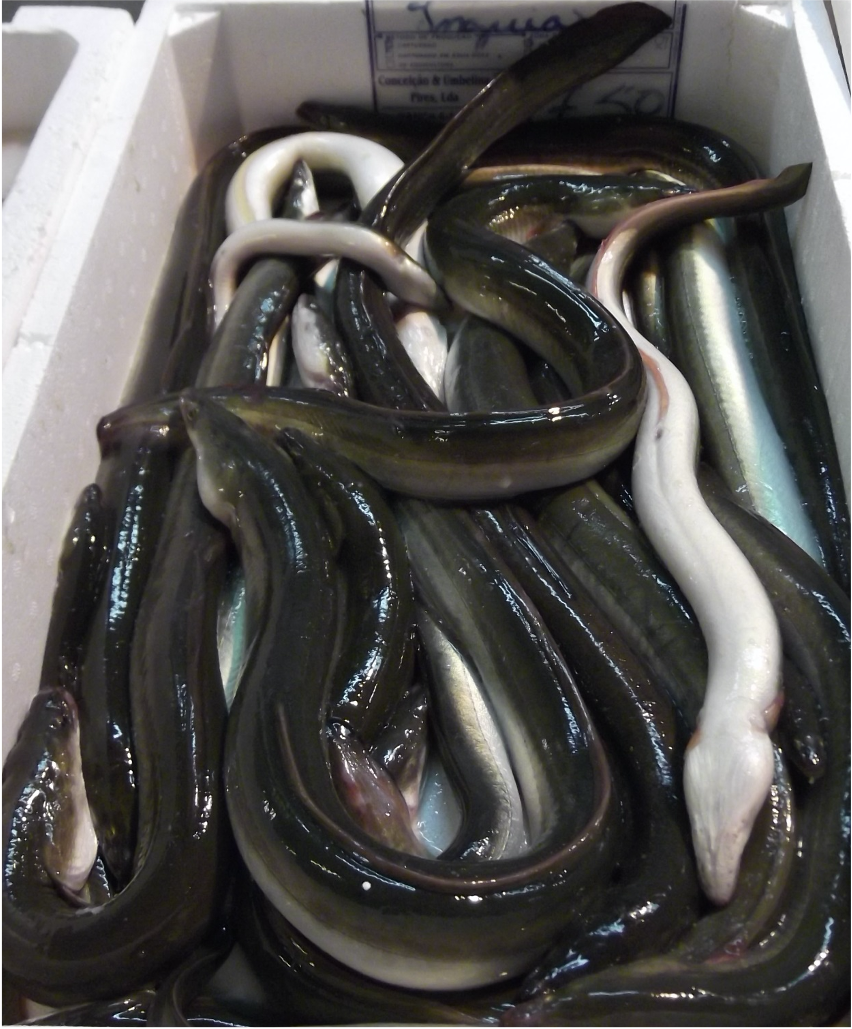 European eel at Lisbon market