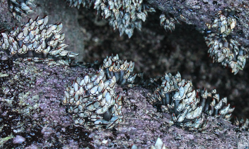 Goose barnacles