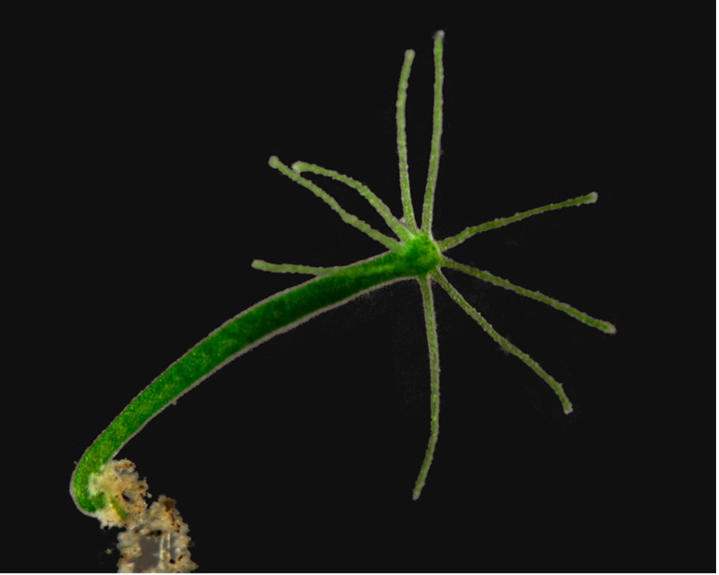 Green hydra, Hydra viridissima