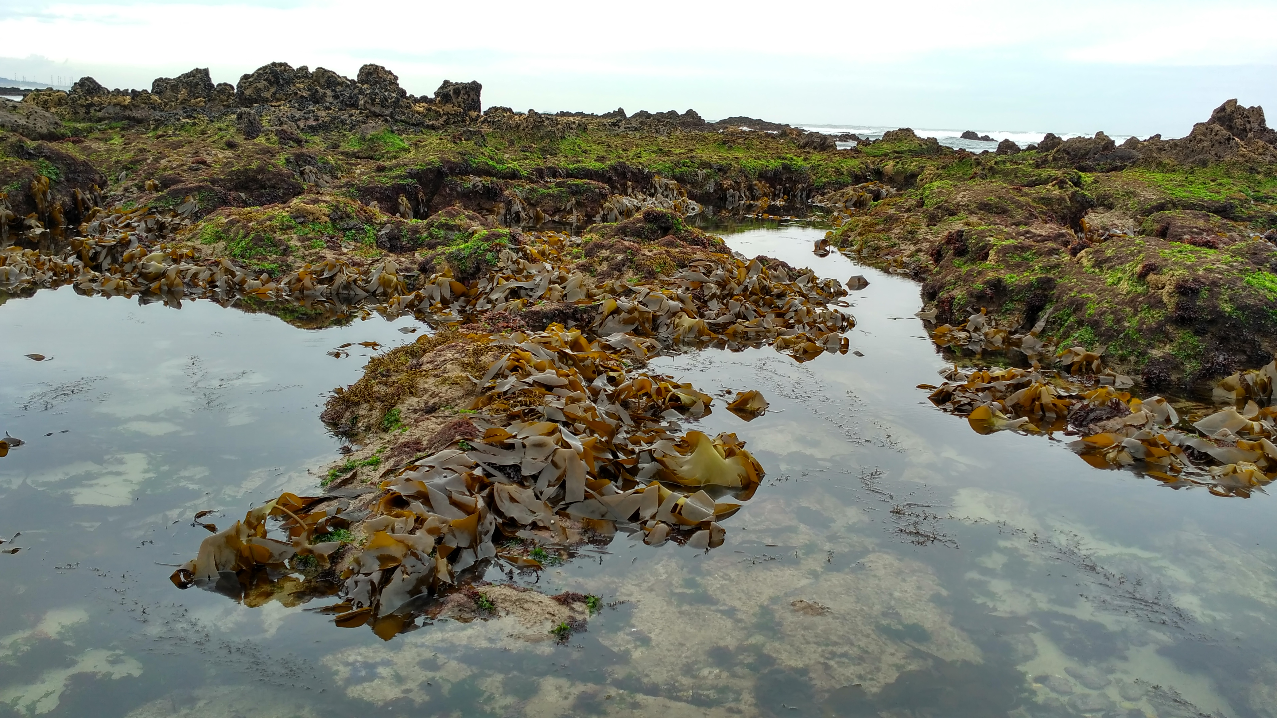 A healthy intertidal kelp forest