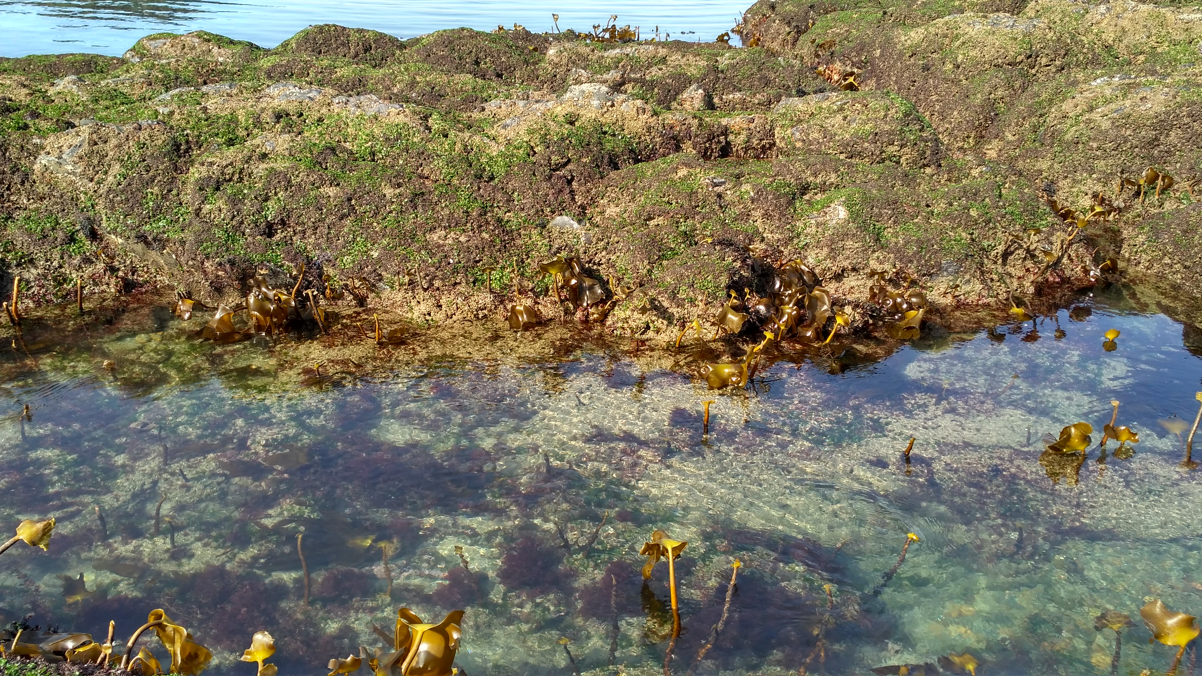 A non-healthy intertidal help forest that has been eaten by herbivores
