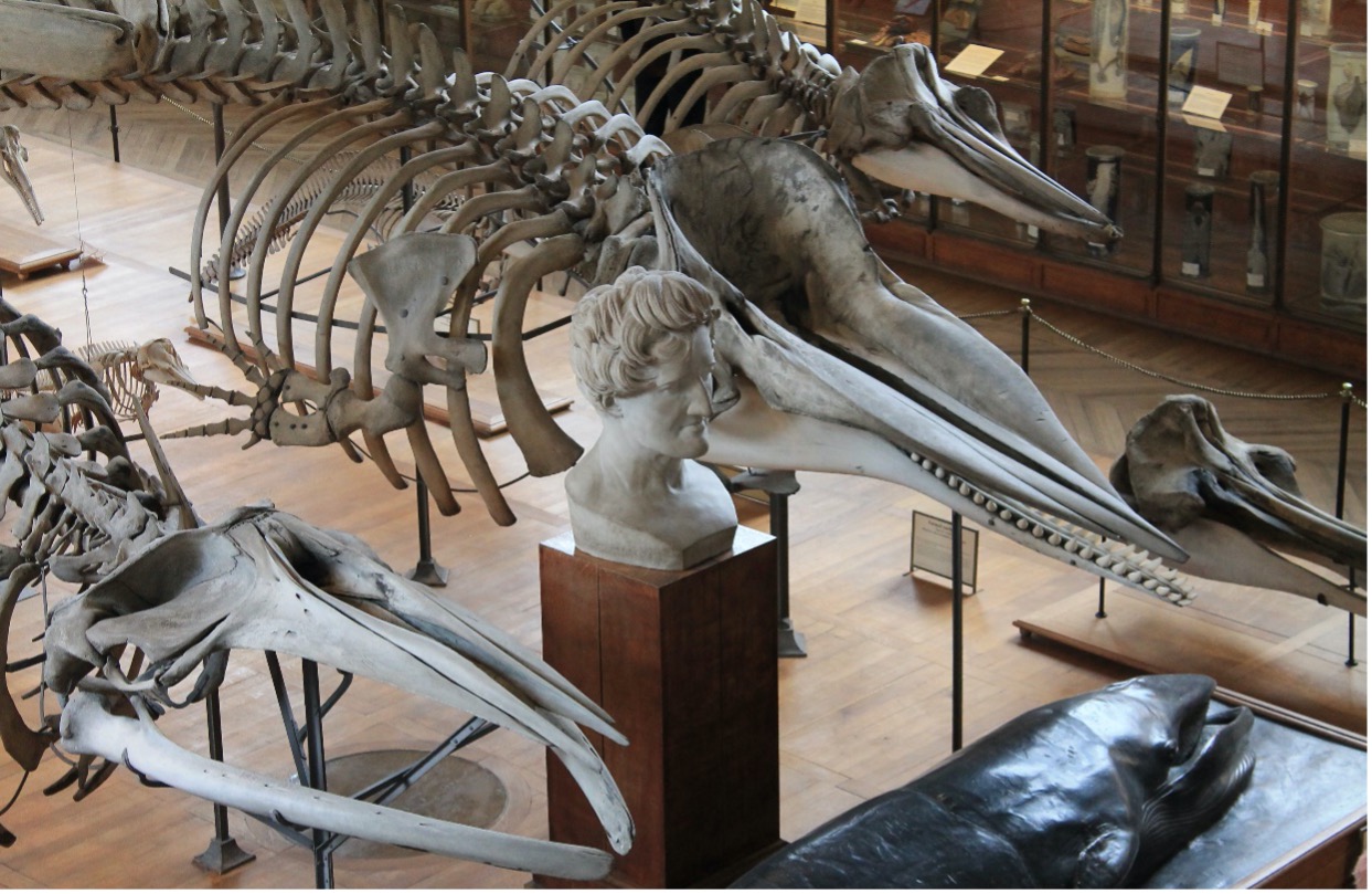 Gallery of Palaeontology and Comparative Anatomy (Paris, France)