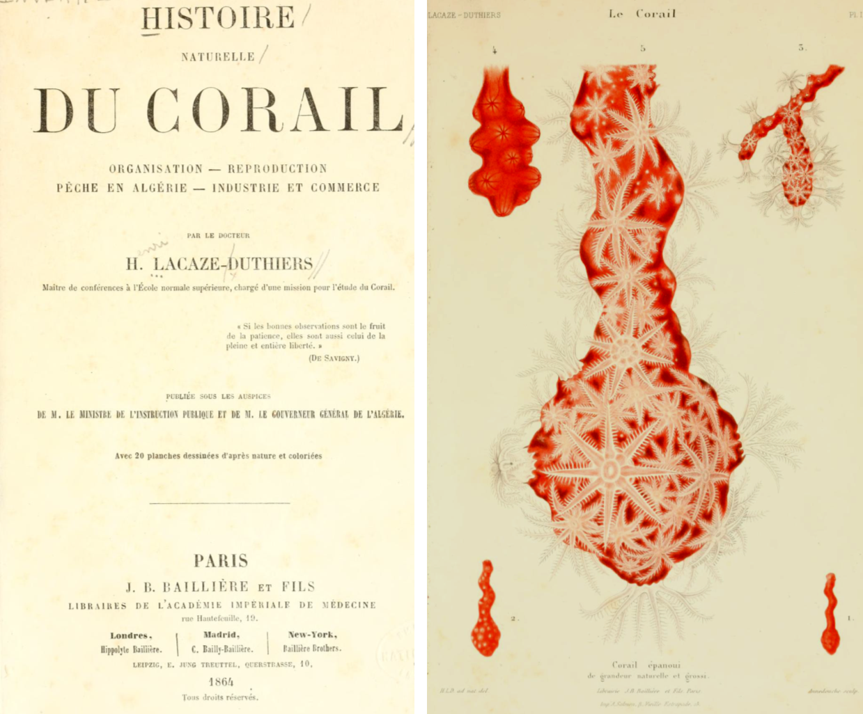 Picture of book Histoire naturelle du corail 