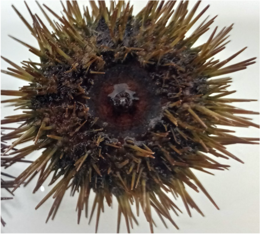 Sea urchin mouth