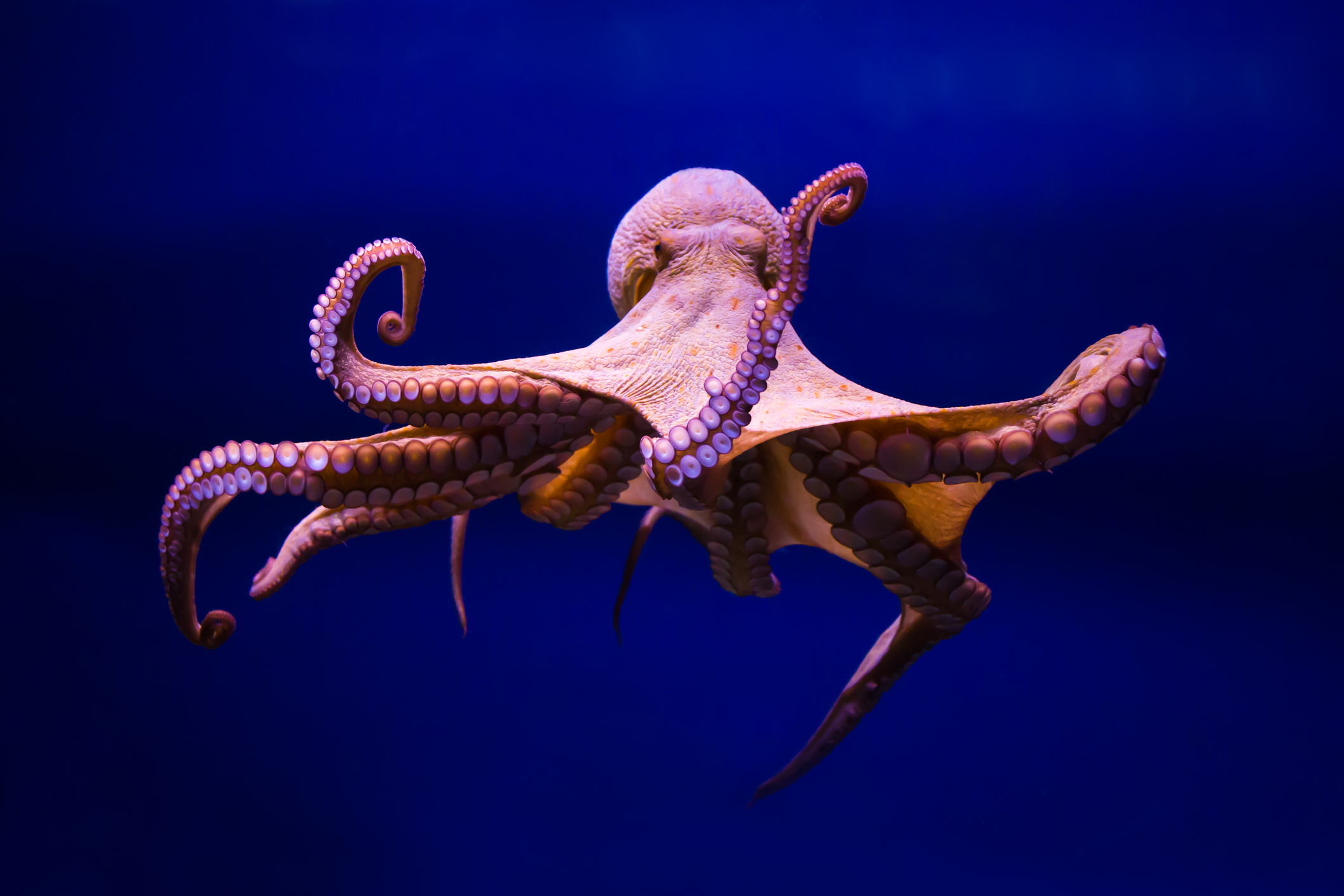 Picture of a flying octopus