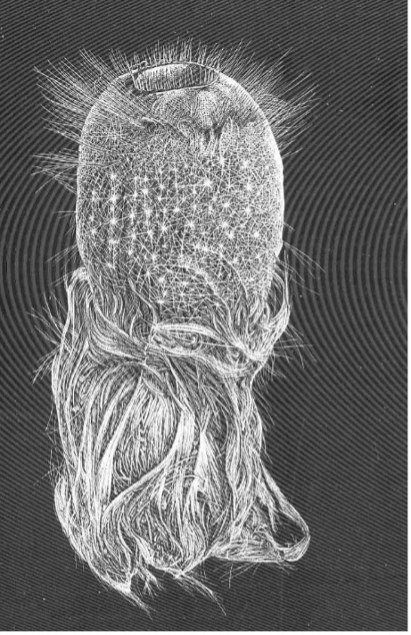Image of an invertebrate