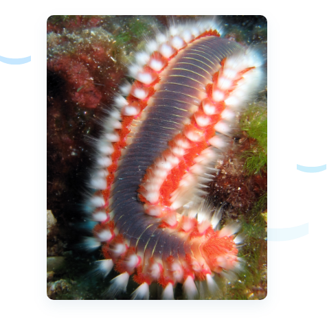 Image of a fireworm 