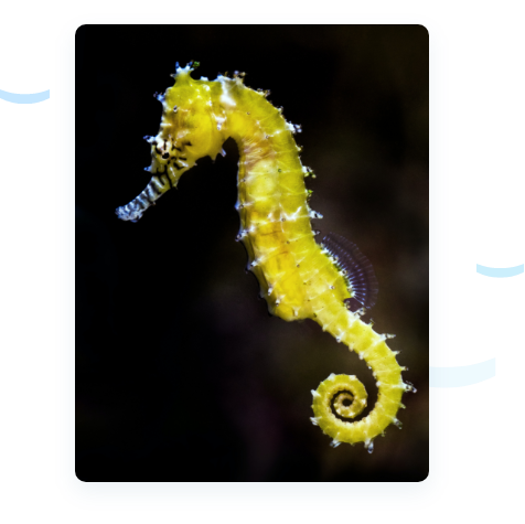 Picture of a yellow seahorse