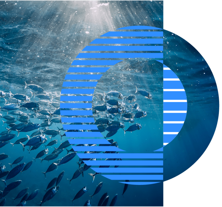Advancing Marine Biology and Ecology Research