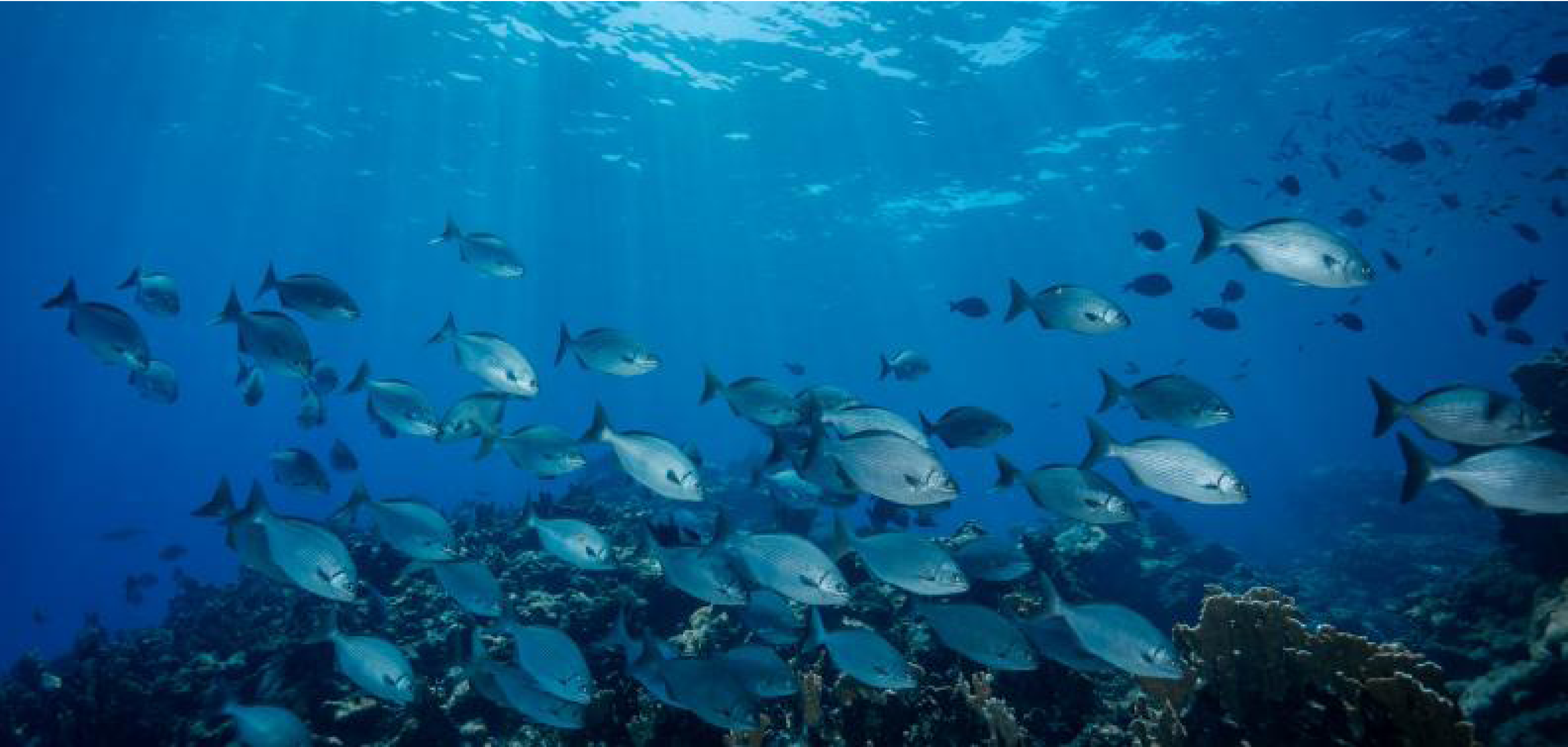 MARCO-BOLO EU project launches survey on biodiversity data