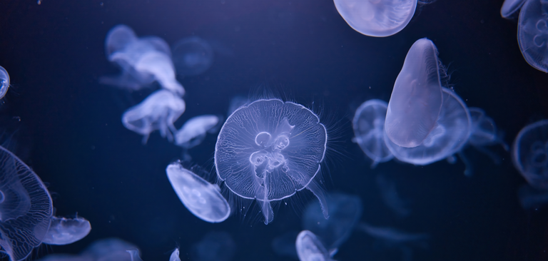 FAIR Training 2nd Edition: How EMBRC is Helping Researchers Make the Most of Their Data