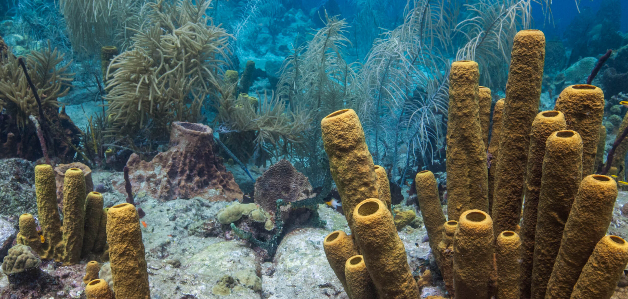 How marine biodiversity can benefit human healthcare and help us prepare for the next pandemic