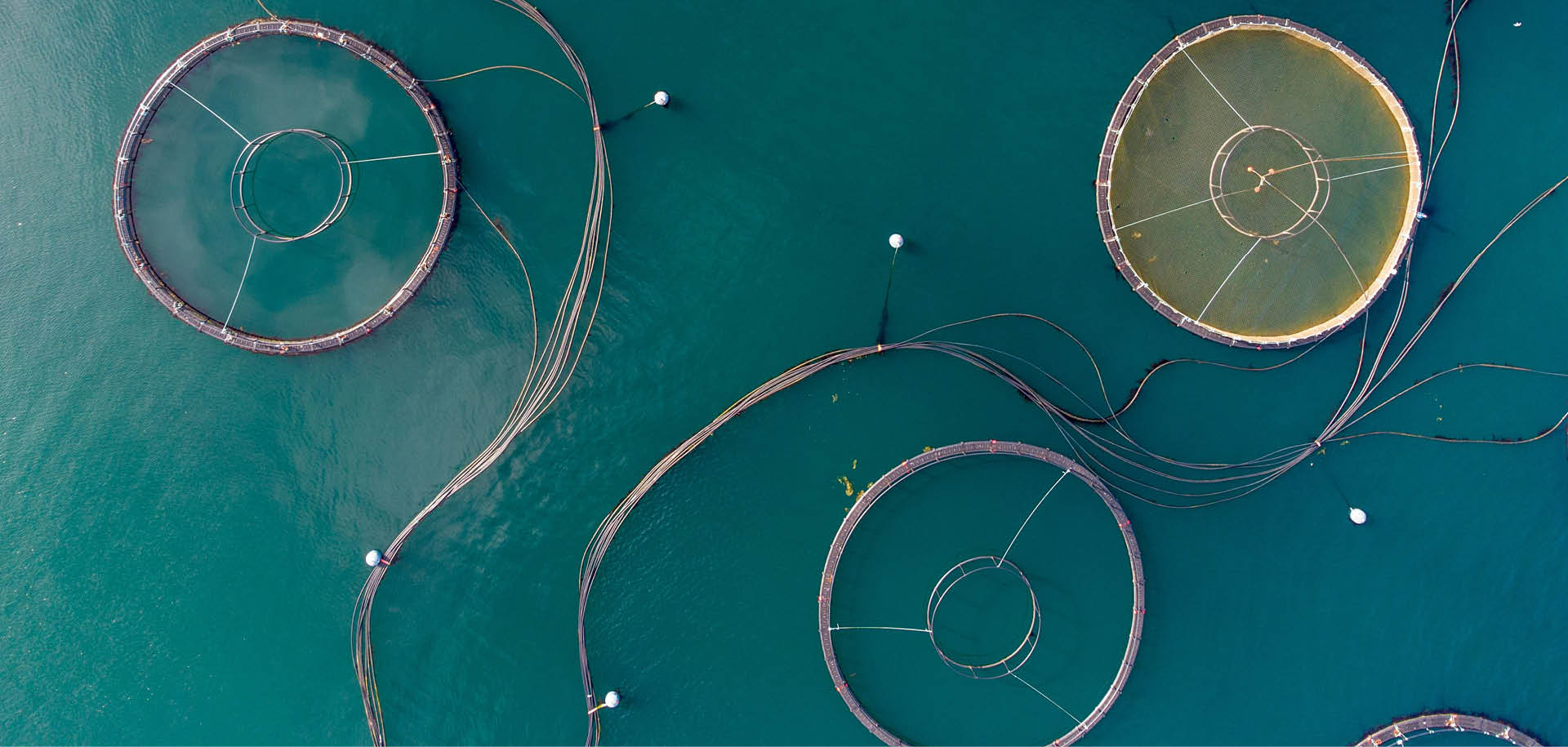Join EMBRC at Aquaculture Europe 2025
