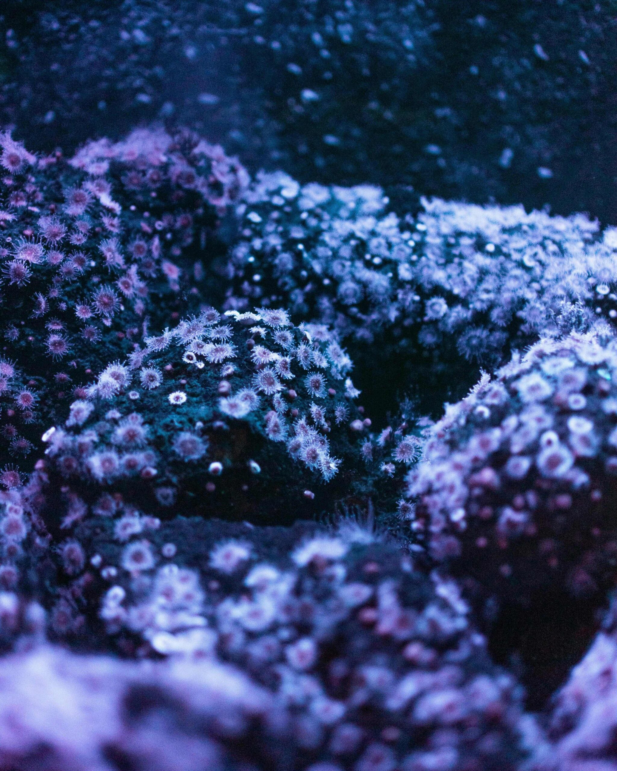 World Ocean Day, the hidden value in the ocean