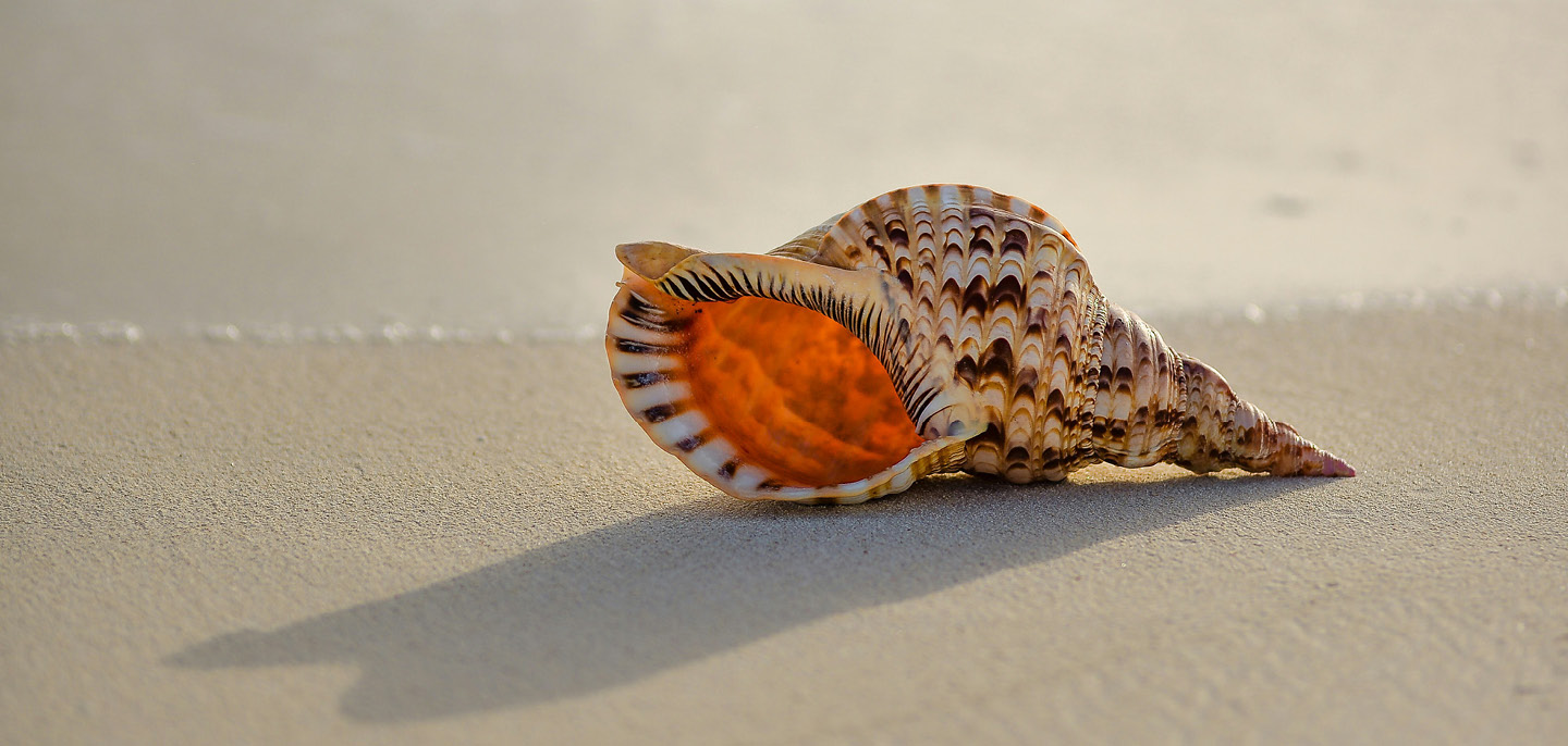 Preventing a deadly dinner: How EMBRC Portugal’s marine research is keeping dinners safe