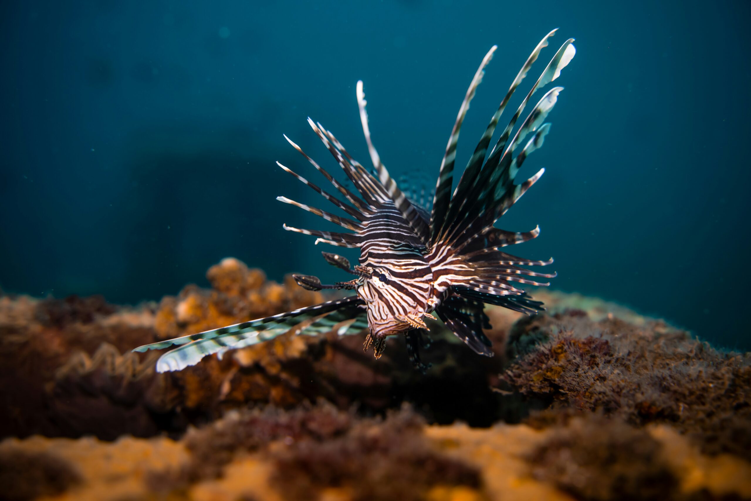 Detecting non-native species through marine monitoring and modelling