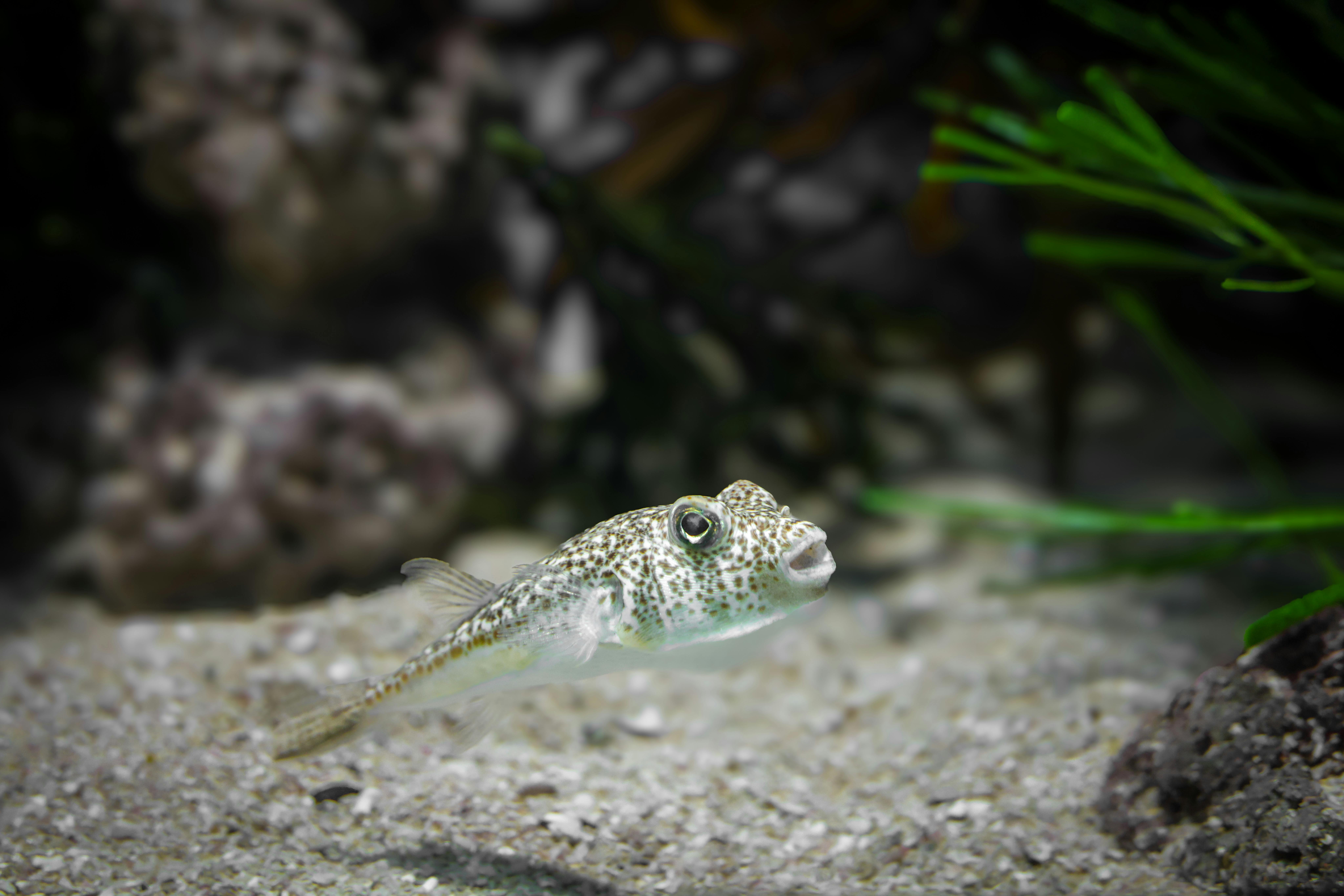 Using eDNA innovation and scientific diving to track non-native species in Crete
